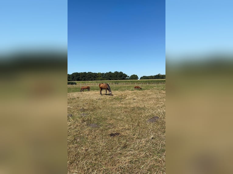 Engels volbloed Merrie 8 Jaar 165 cm Bruin in Vreden