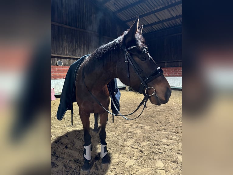 Engels volbloed Merrie 8 Jaar 165 cm Bruin in Vreden