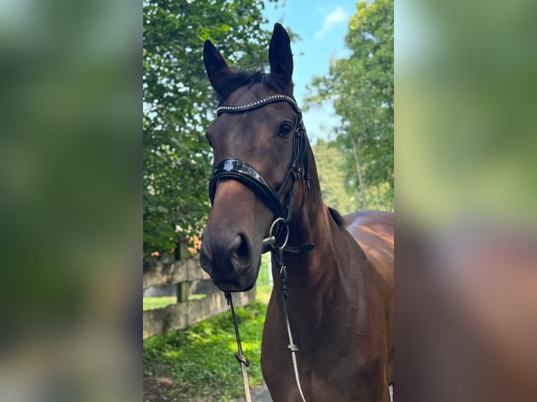 Engels volbloed Merrie 8 Jaar 165 cm Bruin in Vreden