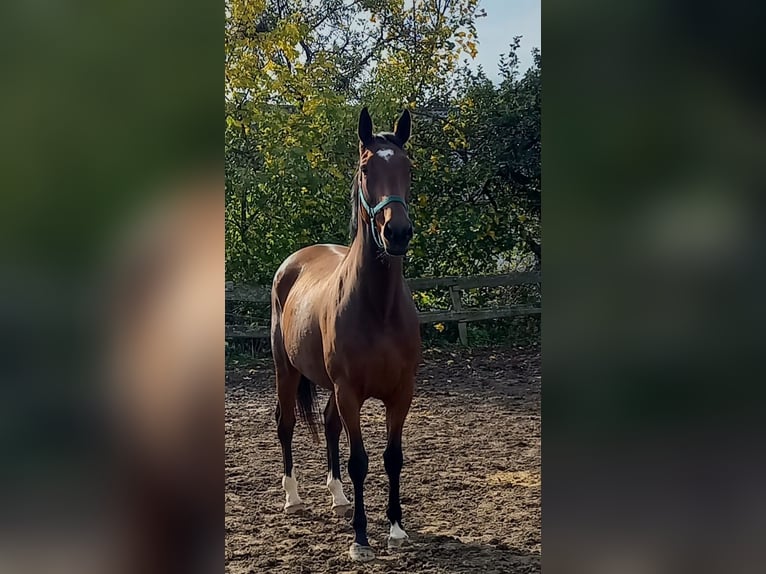 Engels volbloed Merrie 8 Jaar 167 cm Donkerbruin in Kurtscheid