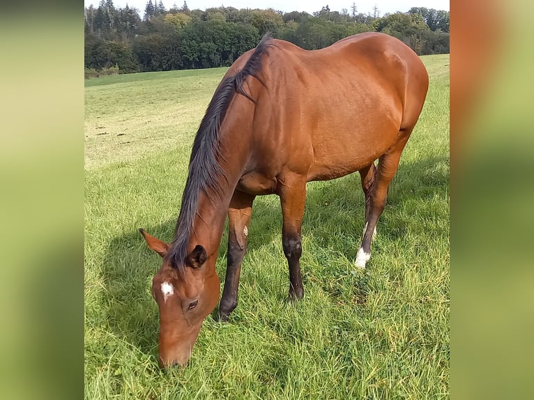 Engels volbloed Merrie 8 Jaar 167 cm Donkerbruin in Kurtscheid