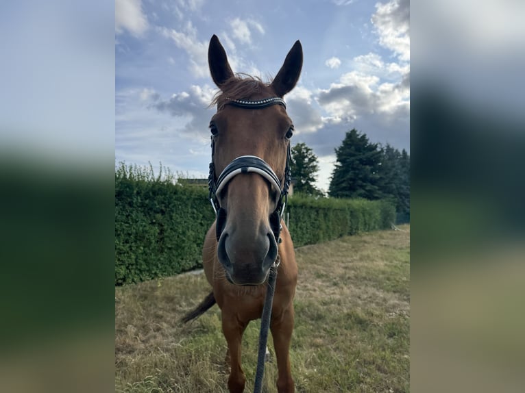 Engels volbloed Merrie 8 Jaar 167 cm Vos in M&#xE4;rkische Heide