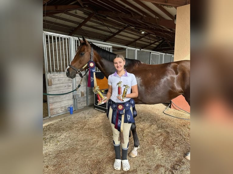 Engels volbloed Merrie 8 Jaar 168 cm Roodbruin in Fort Lauderdale