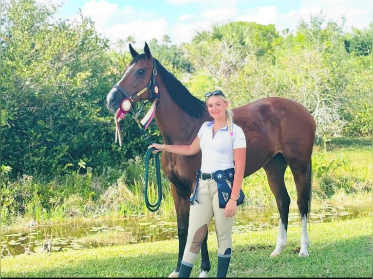 Engels volbloed Merrie 8 Jaar 168 cm Roodbruin in Fort Lauderdale