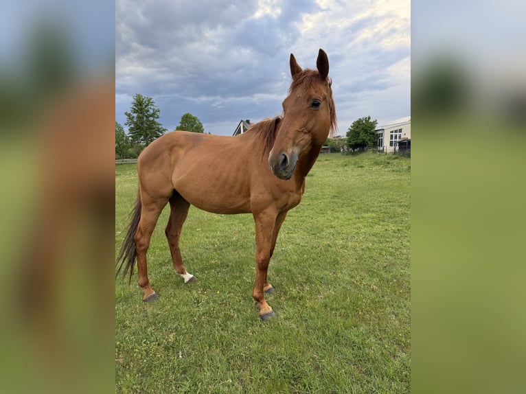 Engels volbloed Merrie 8 Jaar 168 cm Vos in Märkische Heide