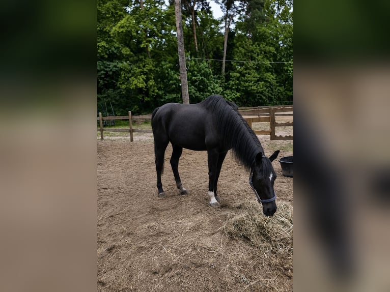Engels volbloed Merrie 8 Jaar 170 cm Roan-Bay in Hoppegarten