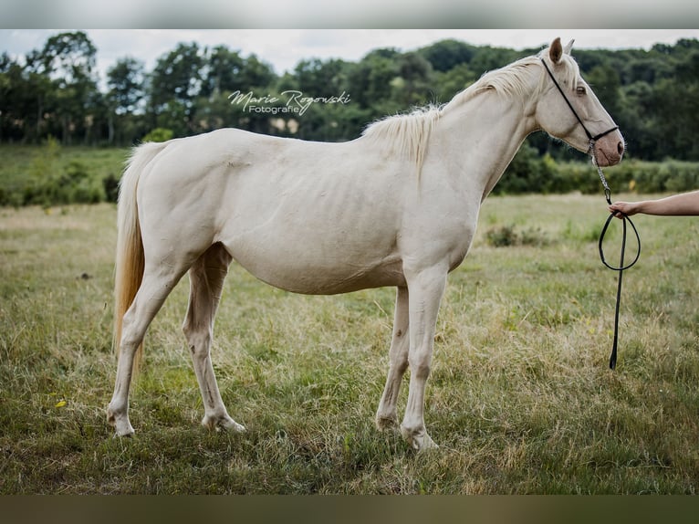 Engels volbloed Merrie 9 Jaar 153 cm Cremello in Beaumont-Pied-de-Buf