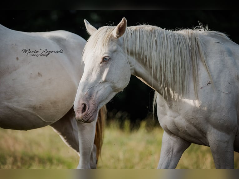 Engels volbloed Merrie 9 Jaar 153 cm Cremello in Beaumont-Pied-de-Buf
