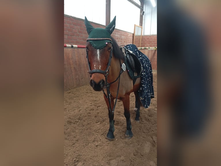 Engels volbloed Merrie 9 Jaar 155 cm Bruin in Herne