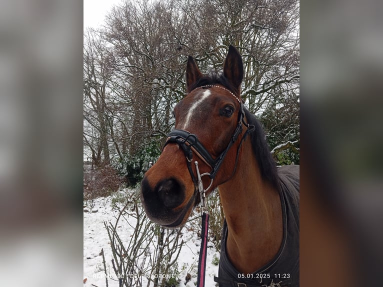 Engels volbloed Merrie 9 Jaar 155 cm Bruin in Herne