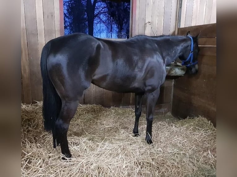 Engels volbloed Merrie 9 Jaar 156 cm Zwartbruin in Oberstammheim