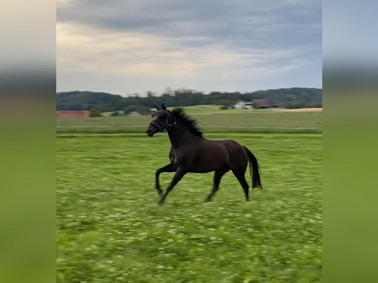 Engels volbloed Merrie 9 Jaar 156 cm Zwartbruin in Oberstammheim