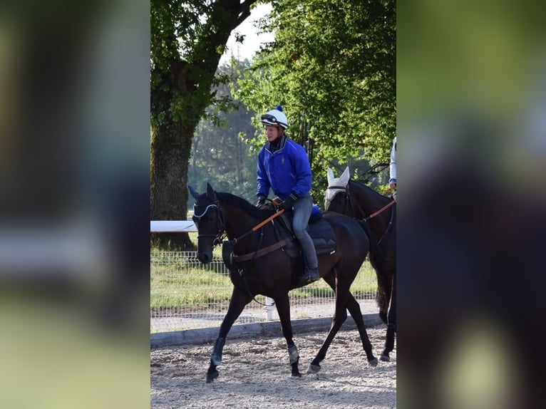 Engels volbloed Merrie 9 Jaar 156 cm Zwartbruin in Oberstammheim