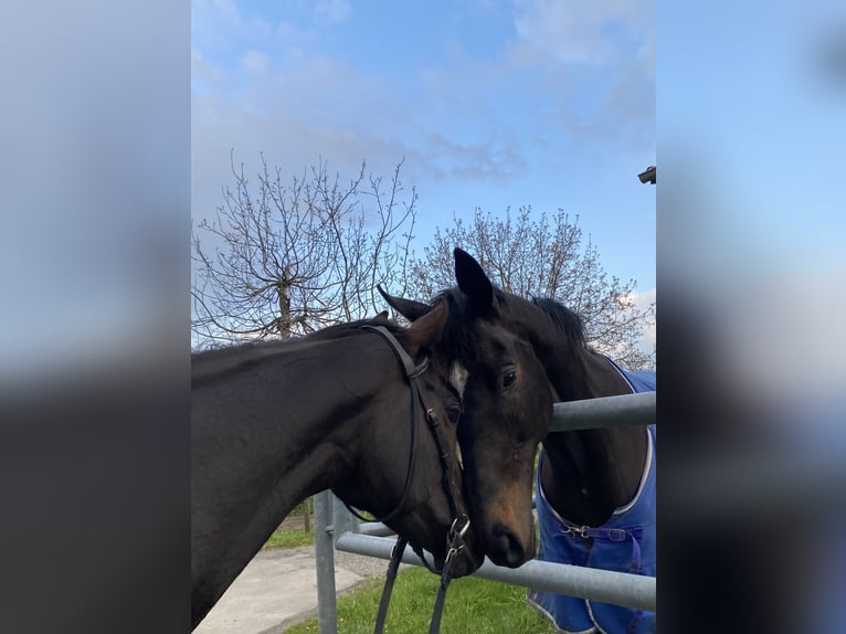 Engels volbloed Merrie 9 Jaar 157 cm Zwartbruin in Oberstammheim