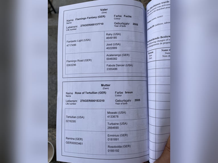 Engels volbloed Merrie 9 Jaar 163 cm in Zossen