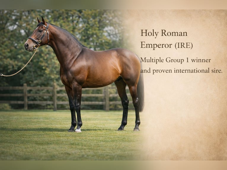 Engels volbloed Merrie 9 Jaar 165 cm Bruin in Sint Maarten