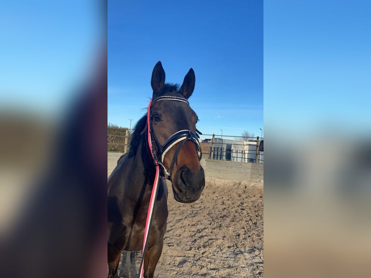 Engels volbloed Merrie 9 Jaar 165 cm Bruin in Rijen