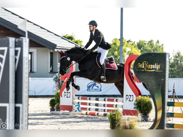 Engels volbloed Merrie 9 Jaar 166 cm Donkerbruin in MichałoWice