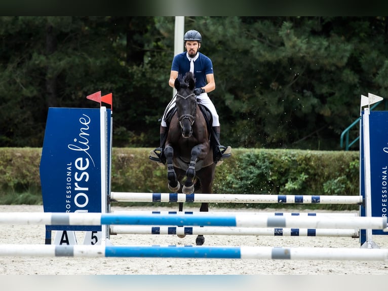 Engels volbloed Merrie 9 Jaar 166 cm Donkerbruin in MichałoWice