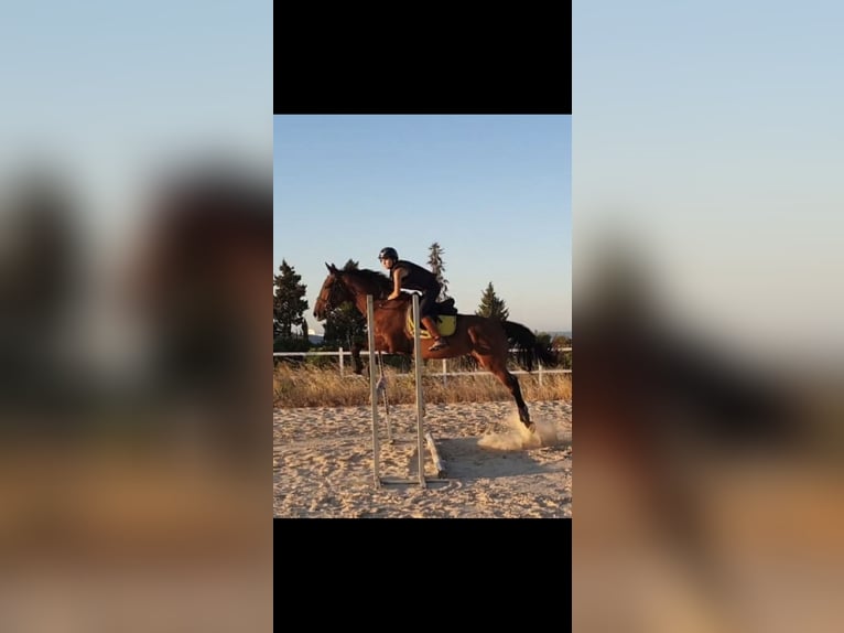 Engels volbloed Merrie 9 Jaar 167 cm Bruin in Estepona