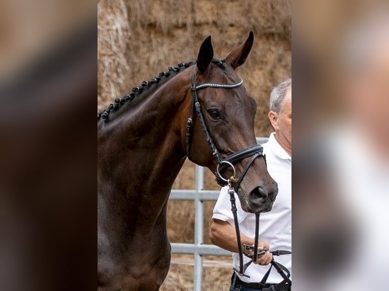 Engels volbloed Merrie 9 Jaar Donkerbruin in Günzburg