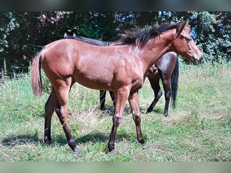 Engels volbloed Merrie veulen (02/2024) 140 cm Bruin in Bad Münder am Deister