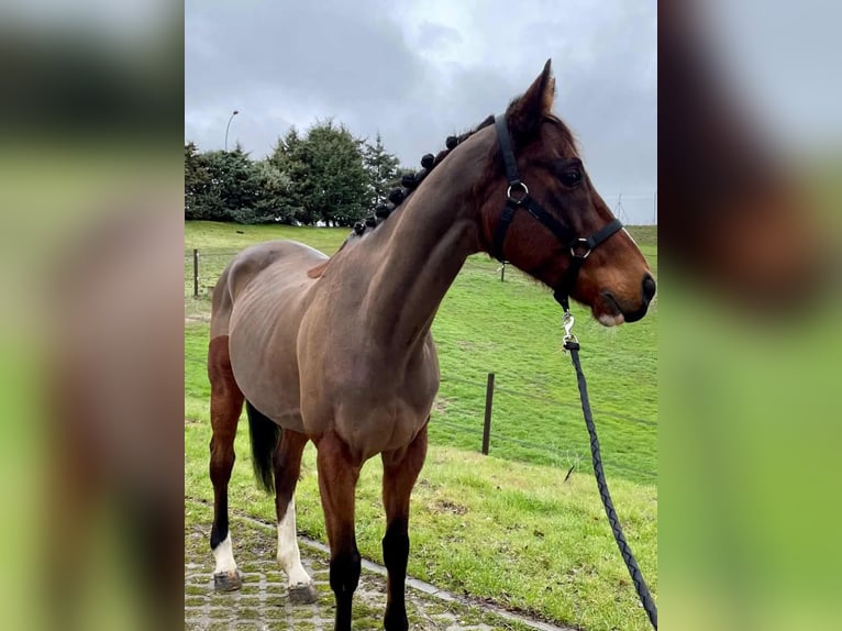 Engels volbloed Ruin 10 Jaar 163 cm Bruin in El Molar