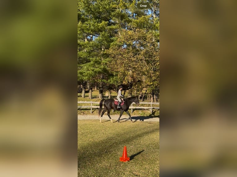 Engels volbloed Ruin 10 Jaar 163 cm Donkerbruin in Roanoke
