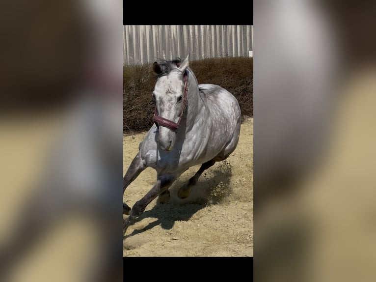 Engels volbloed Ruin 10 Jaar 163 cm Schimmel in Ratingen