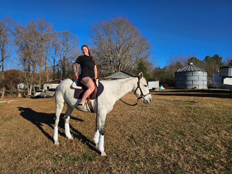 Engels volbloed Ruin 10 Jaar 163 cm Schimmel in High point, NC