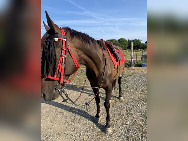 Engels volbloed Ruin 10 Jaar 165 cm Zwartbruin in Beaussais-sur-Mer
