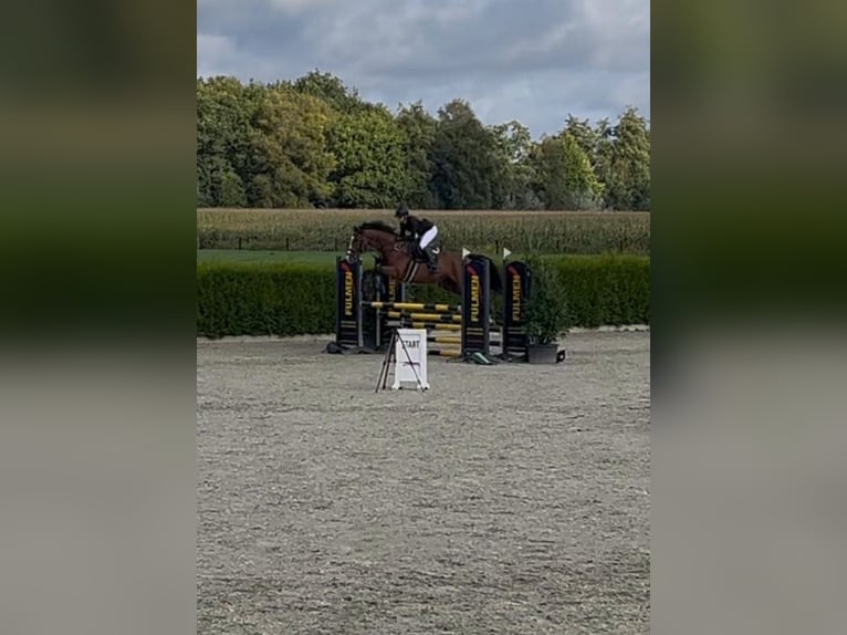 Engels volbloed Ruin 10 Jaar 168 cm Bruin in Stroe