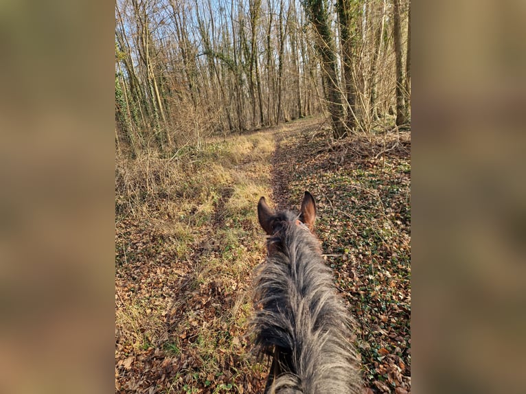 Engels volbloed Ruin 10 Jaar 175 cm Bruin in Stattmatten