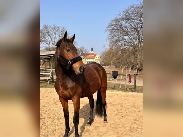 Engels volbloed Ruin 11 Jaar 162 cm Bruin in Klein Labenz