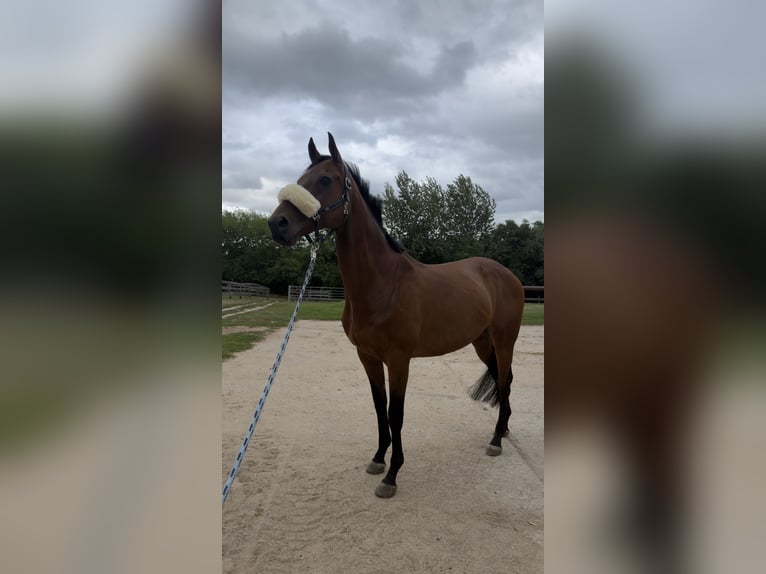 Engels volbloed Ruin 11 Jaar 162 cm Bruin in WeitendorfBrüel