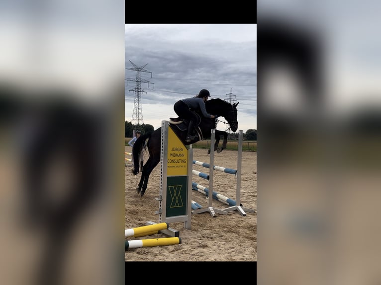 Engels volbloed Ruin 11 Jaar 165 cm Bruin in Karlsfeld