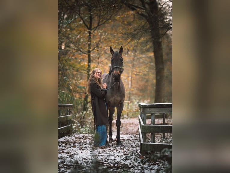 Engels volbloed Ruin 11 Jaar 169 cm Bruin in Apeldoorn