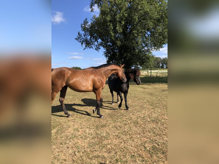 Engels volbloed Ruin 11 Jaar 170 cm Bruin in Usson-du-Poitou