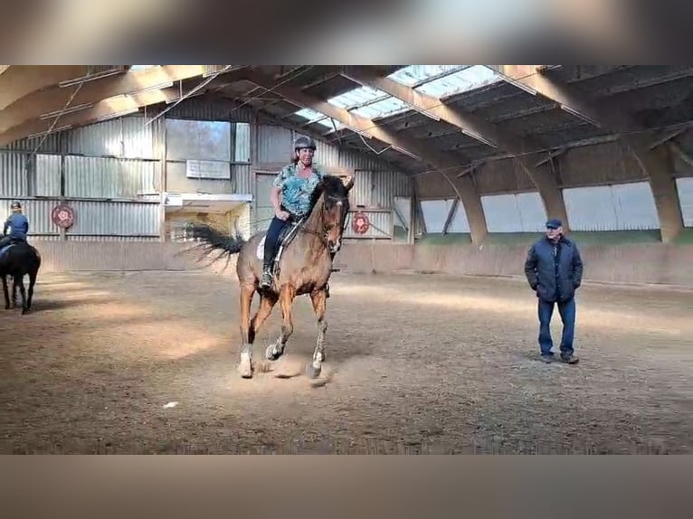 Engels volbloed Ruin 11 Jaar 172 cm Bruin in Nidda