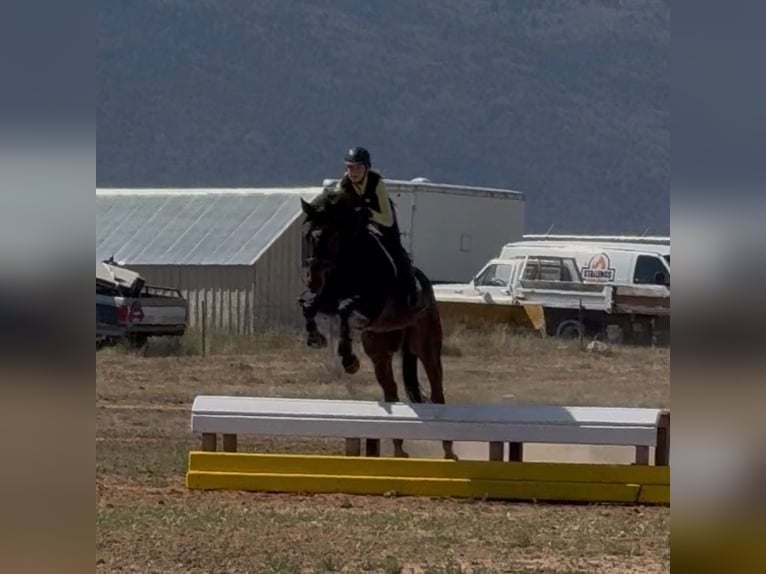 Engels volbloed Ruin 11 Jaar 172 cm Donkerbruin in Mapleton, UT