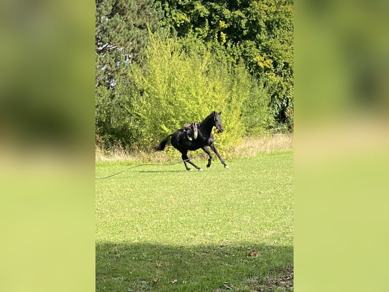 Engels volbloed Ruin 12 Jaar 160 cm Donkerbruin in Bornheim