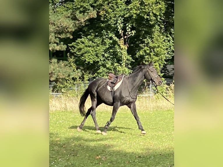Engels volbloed Ruin 12 Jaar 160 cm Donkerbruin in Bornheim