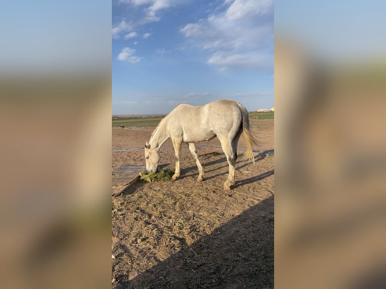 Engels volbloed Ruin 12 Jaar 163 cm Appelschimmel in Kersey