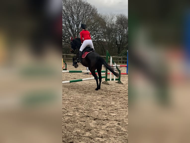 Engels volbloed Ruin 12 Jaar 163 cm Donkerbruin in reading
