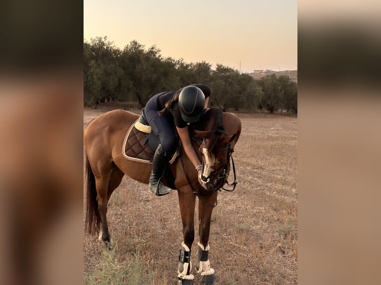 Engels volbloed Ruin 12 Jaar 165 cm Roodbruin in Lefkosia