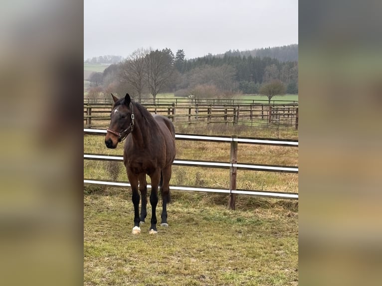 Engels volbloed Ruin 12 Jaar 167 cm Donkerbruin in Oberaula