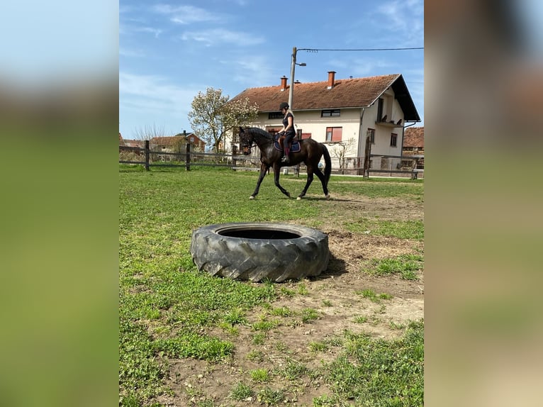 Engels volbloed Ruin 12 Jaar 170 cm Bruin in Sljeme (Medvednica-Tomislavac)