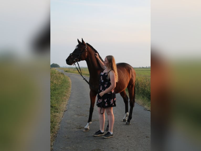 Engels volbloed Ruin 13 Jaar 160 cm Donkerbruin in Jemgum