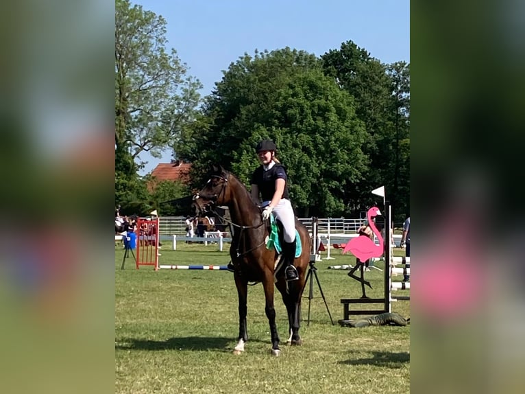 Engels volbloed Ruin 13 Jaar 160 cm Donkerbruin in Jemgum