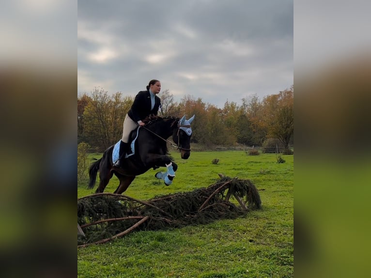 Engels volbloed Ruin 13 Jaar 160 cm Donkerbruin in TEPLICE